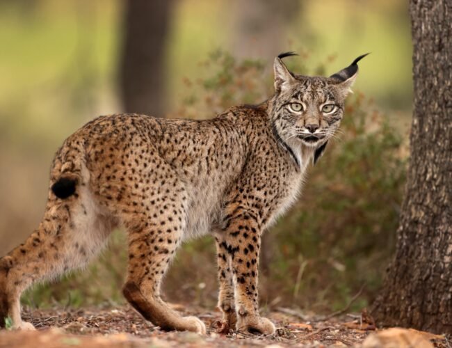 Encuentran a un lince muerto en Madrid por disparos con la cabeza y las patas cortadas