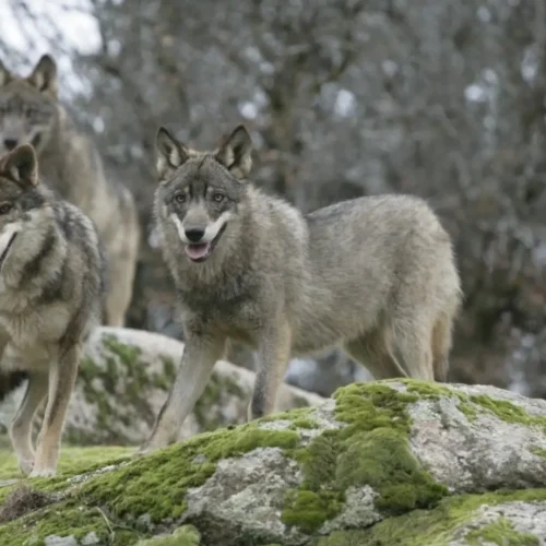 Detectan por primera vez en un siglo la presencia de una loba gris en las montañas de Los Ángeles