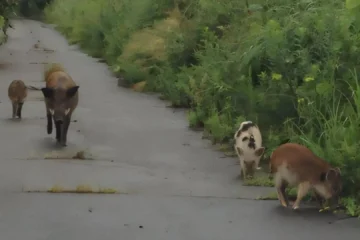 La zona de exclusión nuclear de Fukushima crea una nueva especie: híbridos de cerdo y jabalí que se reproducen a un ritmo inédito