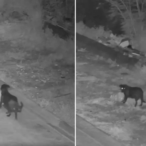 Un hombre entrena a su perro para tirar basura ilegalmente en Sicilia: «Tan astuto como doblemente incorrecto»