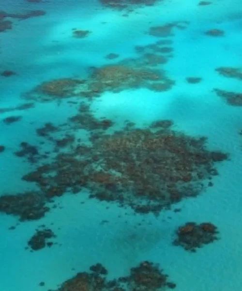 La ‘caja negra’ de peces fosilizados evidencia el declive en los arrecifes de coral