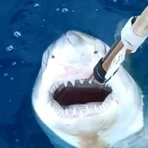 El Instituto Oceanográfico confirma un nuevo registro de tiburón blanco en el Mediterráneo español