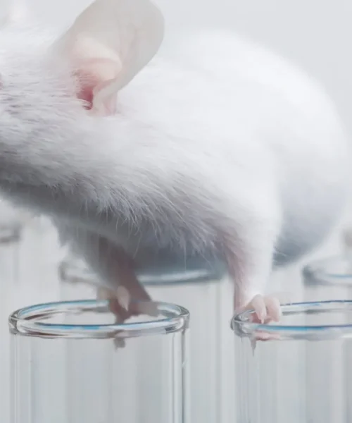 La clonación repetida tiene un límite: 25 generaciones en los ratones