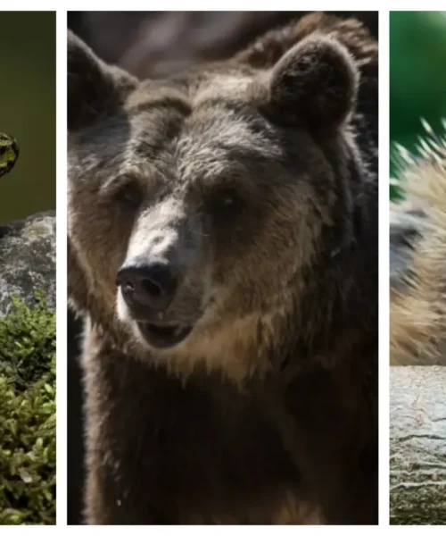 Animales que despiertan con la primavera y muestran su mejor cara