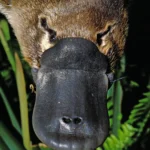 El ornitorrinco vuelve a desconcertar: descubren en su pelo algo propio de las aves