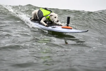 Muere Sugar, la perrita que ganó cinco veces el mundial de surf canino, tras una dura batalla contra el cáncer