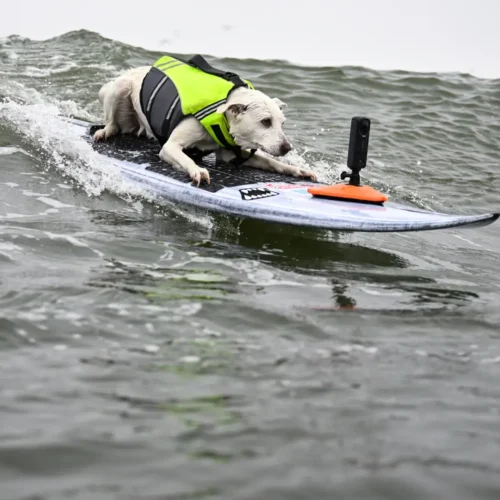 Muere Sugar, la perrita que ganó cinco veces el mundial de surf canino, tras una dura batalla contra el cáncer