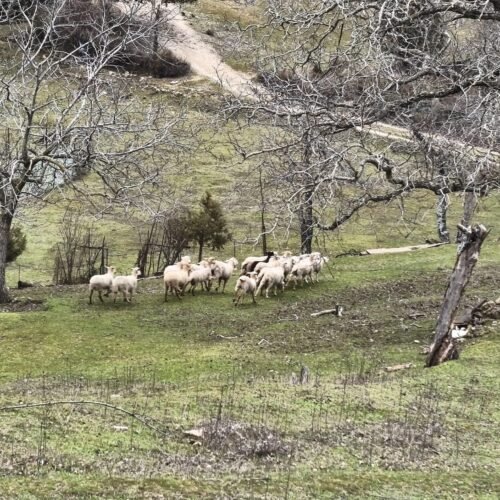 Investigan al dueño de una explotación ganadera en San Roque (Cádiz) en la que se encontraron 30 ovejas muertas