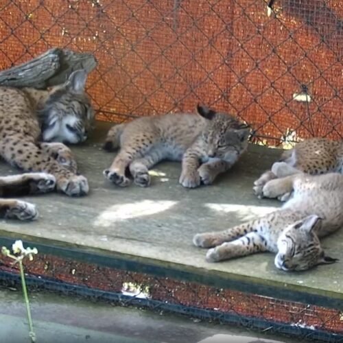 ‘Flora’, la abuela lince que enseñó a tres cachorros a valerse por sí mismos tras morir su madre atropellada