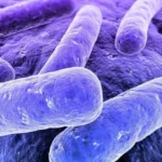 Una molécula de la microbiota intestinal alarga la vida de ratones con enfermedades mitocondriales, según un estudio