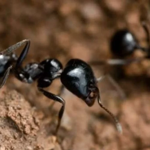 Kenia condena a un ciudadano chino a un año de cárcel por intentar sacar del país más de 2.000 hormigas de contrabando