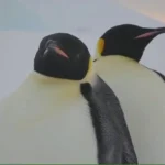 El pingüino emperador y el lobo fino antártico están en peligro de extinción por el cambio climático