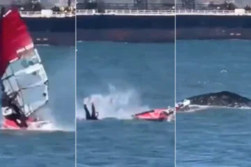 Un windsurfista choca con una ballena gris en la bahía de San Francisco