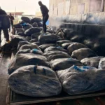 Decomisan en Ecuador cerca de 22.000 aletas de tiburón que iban a ser enviadas a Malasia