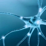 Una técnica española permite estudiar por primera vez neuronas implicadas en trastornos como la esquizofrenia o el autismo