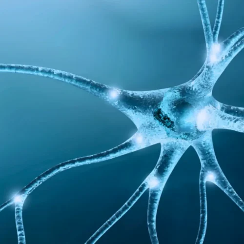 Una técnica española permite estudiar por primera vez neuronas implicadas en trastornos como la esquizofrenia o el autismo