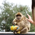 Los monos de Gibraltar comen tierra para contrarrestar los malestares estomacales que les provoca la comida basura de los turistas