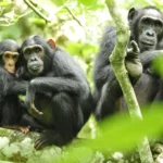 La mayor comunidad de chimpancés salvajes se divide e instaura una violencia mutua