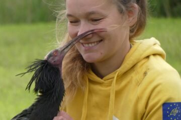 De seguir a un ultraligero a morir a manos de un búho: el duro aprendizaje del ibis para migrar