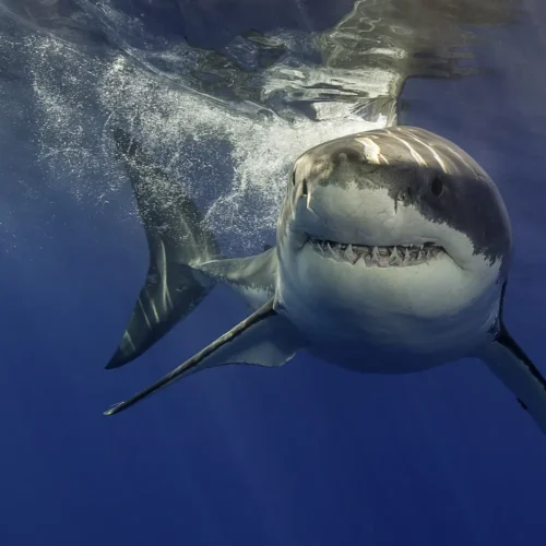 Muere un hombre tras ser atacado por un tiburón en Australia, el segundo en 8 días