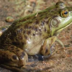 Seis especies invasoras se han erradicado o retenido en España desde 2019
