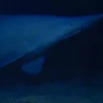 Avistan por primera vez un tiburón duende en su hábitat natural: «El más emblemático de los tiburones de aguas profundas»