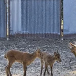 Un proyecto español logra que nazcan tres cabras montesas por fecundación in vitro a partir de animales muertos por primera vez