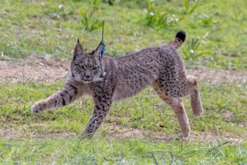 España, Austria, Italia y Luxemburgo reclaman preservar el programa medioambiental LIFE en el presupuesto plurianual de la UE
