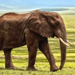 El zoo de Zúrich sacrifica a un elefante recién nacido incapaz de ponerse en pie