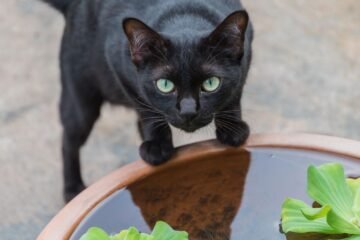 Carlos Gutiérrez, veterinario: «Los gatos negros siempre quieren más contacto físico con sus dueños, buscan afecto»