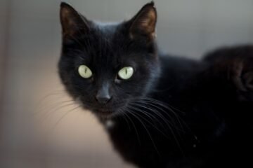Elizabeth Stelow, veterinaria: «Los gatos negros son los más pacíficos y tolerantes en la convivencia diaria»