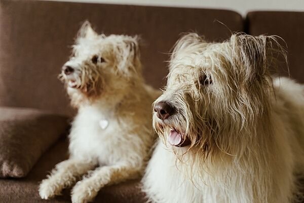 Terremoto para los dueños de perros: entró en vigor la obligación de contratar seguro de responsabilidad civil