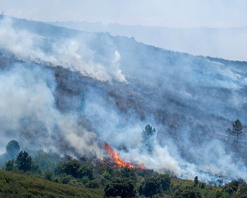 El incendio de La Mierla (Guadalajara) frena su avance a Soria y afecta ya a unas 29.000 hectáreas