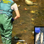 Investigan a un ganadero por un vertido de purines que afectó a los ríos Pisueña y Llerana (Cantabria) y mató a 2.100 peces