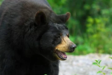 La policía busca al oso que asaltó la nevera de una pareja y que está detrás de una oleada de robos en una ciudad japonesa