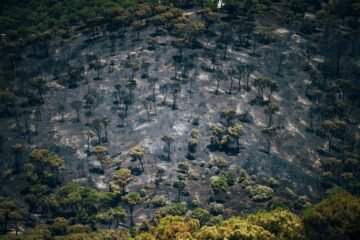 Olas de calor inéditas y el cambio de nuestra relación con el campo: el cóctel tras los incendios que asolan España
