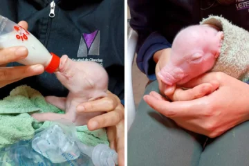 Nace en Argentina el primer cerdo clonado para trasplantes de Latinoamérica