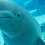 Salvan ‘in extremis’ a 30 belugas que iban a ser sacrificadas tras cerrar su acuario: dos serán trasladadas a España