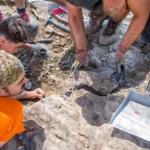 Hallan restos fósiles en La Rioja que apuntan a una especie nueva de dinosaurio