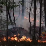 Un bombero, detenido por «prender fuego a unas ramas» y provocar uno de los focos del incendio de Fontainebleau
