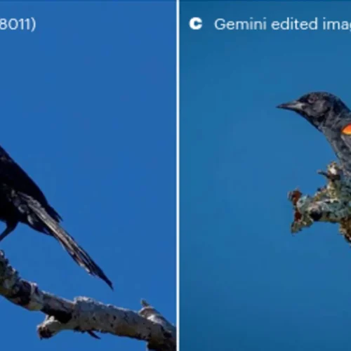 La IA está provocando que las investigaciones sobre aves peligren a causa de las imágenes falsas que se publican