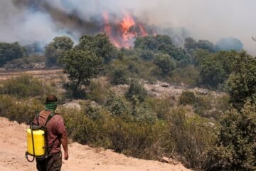 El incendio de Guadalajara acorrala a especies como el lobo, la musaraña o la mariposa apolo