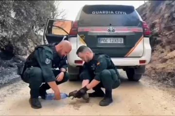 Agentes y efectivos ayudan a animales víctimas de los incendios