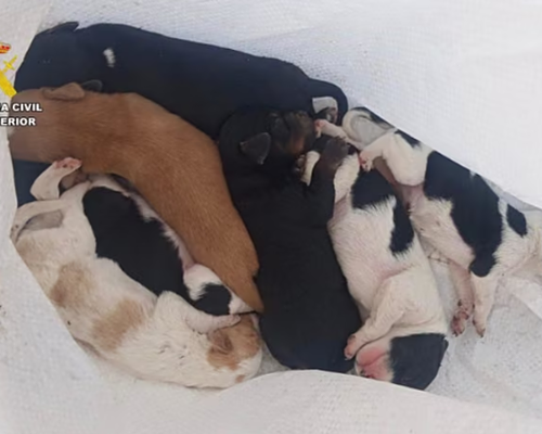 Investigan a un hombre por arrojar a un contenedor a siete cachorros de perro vivos en la provincia de Cáceres