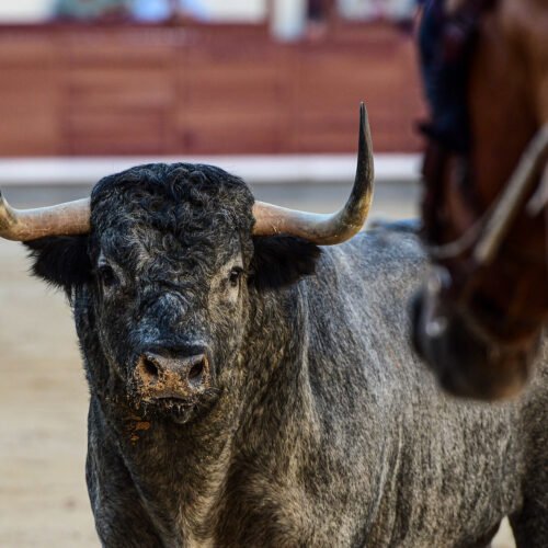 Plaza 1 define el mes de septiembre en Las Ventas con dos desafíos ganaderos, una corrida concurso y una novillada