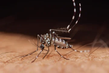Los mosquitos empiezan a desarrollar resistencia a los insecticidas: descubren su principal mecanismo de defensa