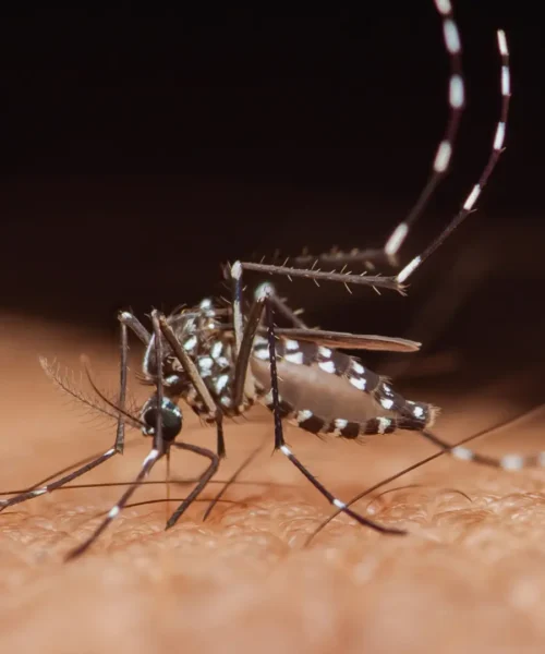 Los mosquitos empiezan a desarrollar resistencia a los insecticidas: descubren su principal mecanismo de defensa
