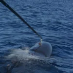 Los cachalotes emiten el mayor ‘clickbait’ del mundo animal con chasquidos que viajan a 70 kilómetros