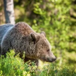 La fruta atrae a los osos pardos hacia los pueblos en verano