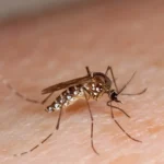 Cada especie de mosquito tiene sus propias preferencias a la hora de picar, según un estudio